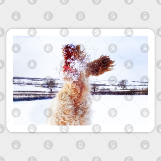 Italian Spinone Leaping Catching Snow Sticker by heidiannemorris